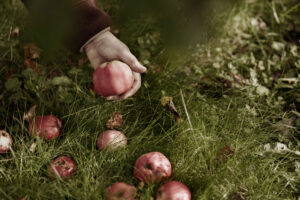 På bilden lyfter en hand upp ett äppel ur gräset där det ligger fler rödgula äppel.