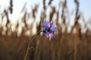 En blå blomma i fokus mot bakgrunden av ett sädesfält.